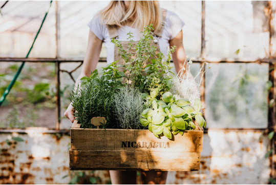 5 plantes idéales pour se détendre